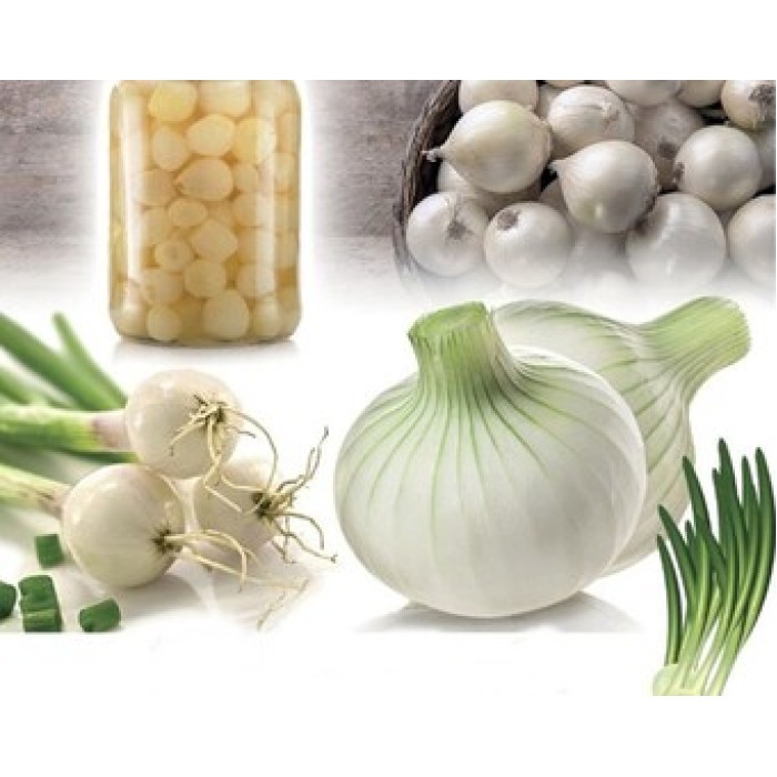 Лук Албиенка Allium cepa L Albienka