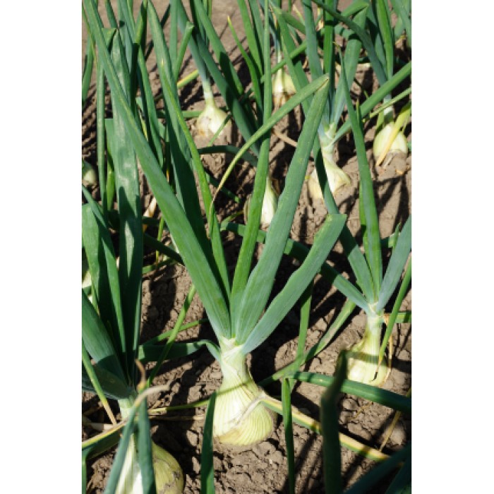 Лук Гигант Глобо Allium cepa L Globo