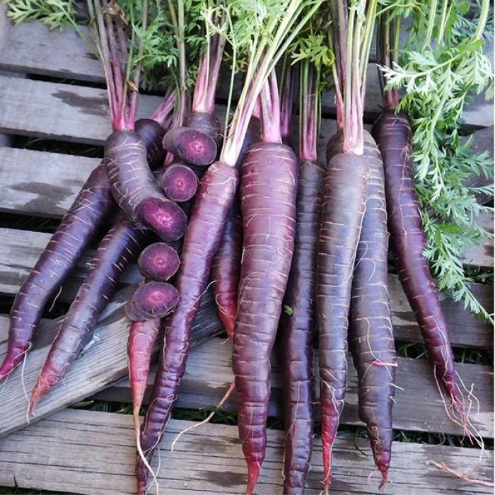 Моркови Лилаво слънце F1 Daucus carota Purple sun H