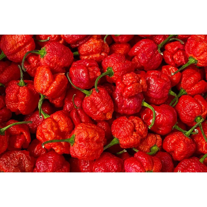 Семена Каролина Рийпър Carolina Reaper - най-лютата чушка в света!