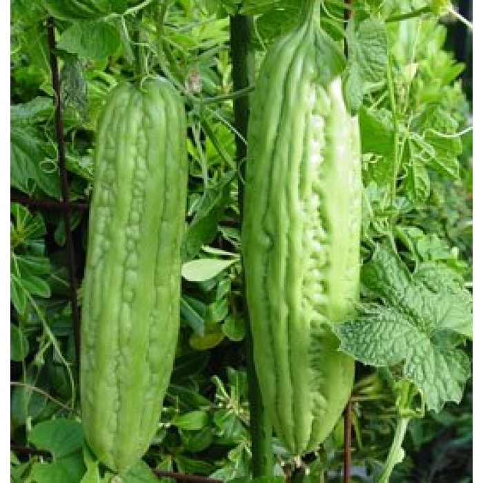 Момордика (горчив пъпеш)