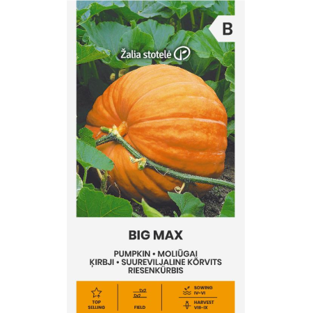 Тиква гигант Биг Макс Cucurbita Maxima Duchesne 