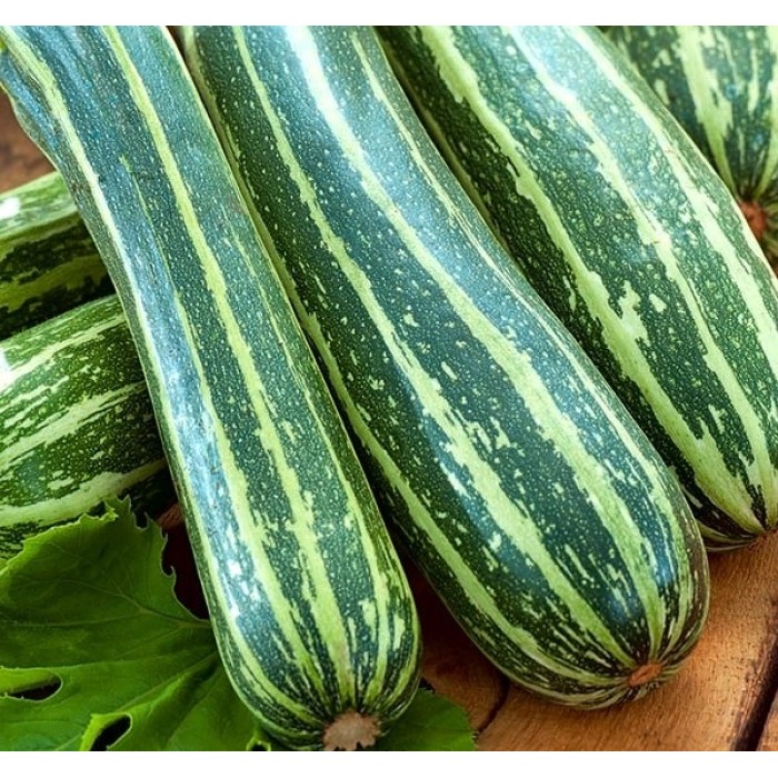 Тиквички Кокурзели Coucourzelle