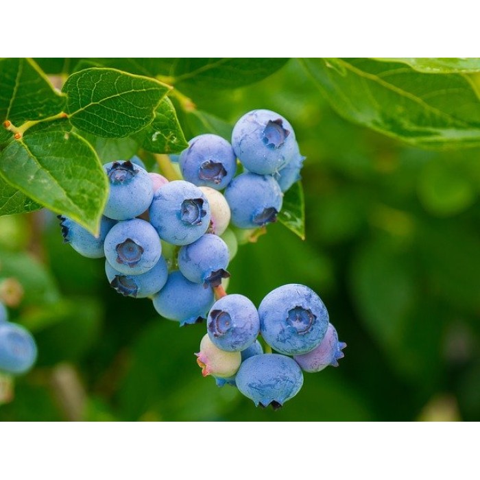 Тор за боровинки и ерикацея Bluberries and ericaceae