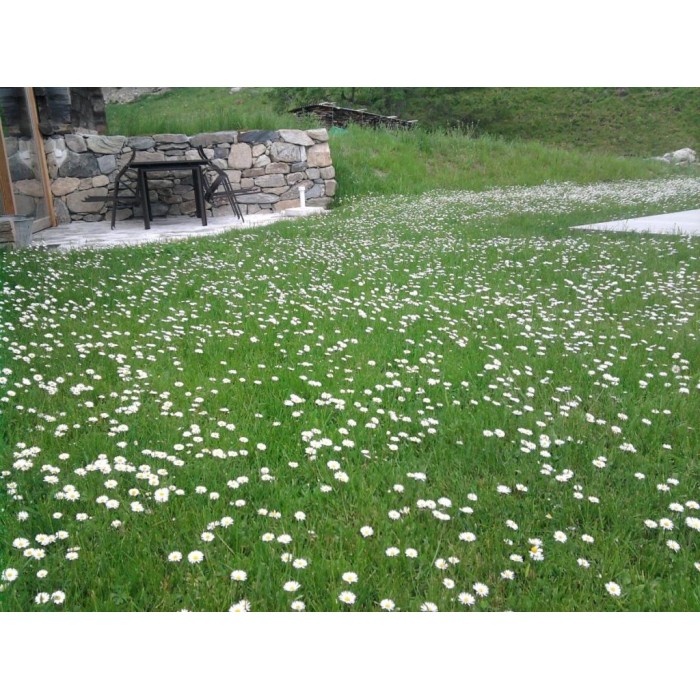 Тревна смеска с многогодишни парички (Bellis perennis) 1кг