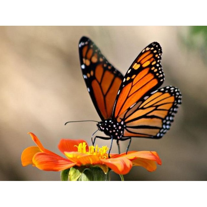 Цветна поляна за Пеперуди (29 вида цветя) Butterfly mix
