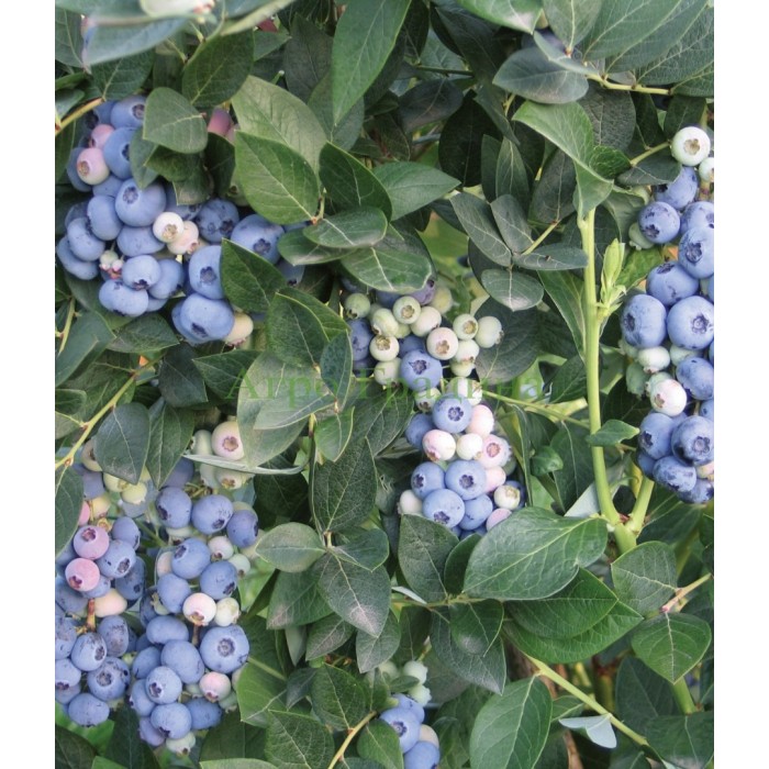 Американска Синя Боровинка Аврора Blueberry Vaccinium corymbosum Aurora