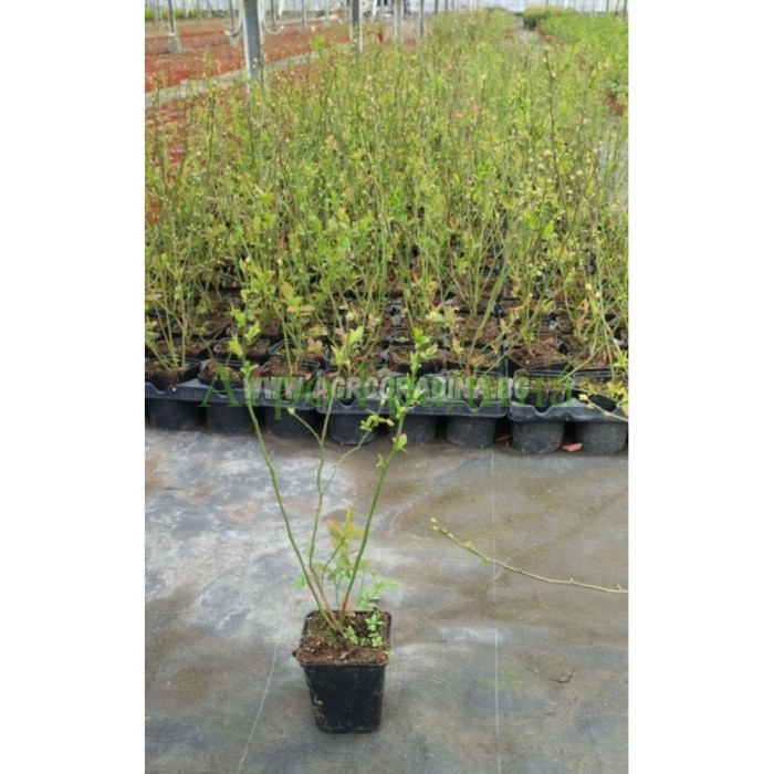 Американска Синя Боровинка Аврора Blueberry Vaccinium corymbosum Aurora
