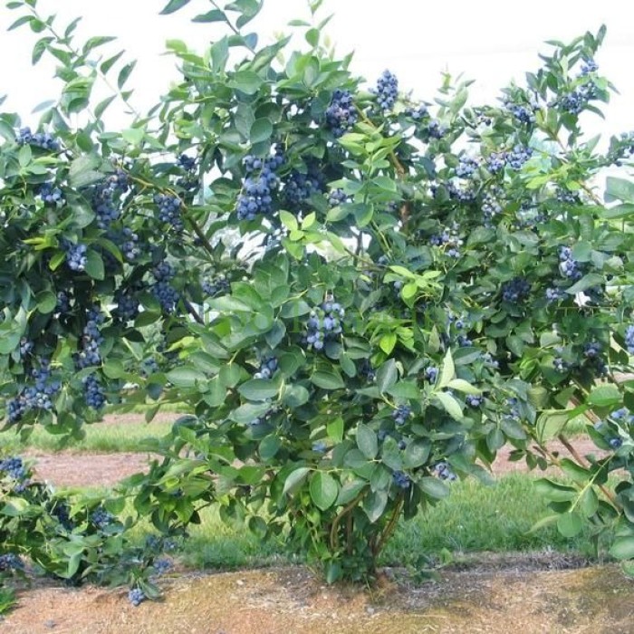 Американска Синя Боровинка Чандлър Vaccinium corymbosum Chandler