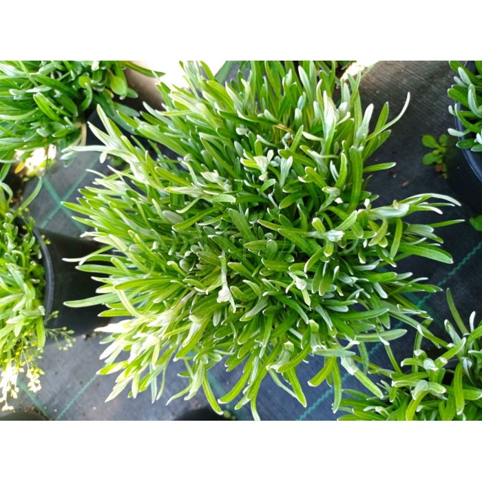 Еделвайс в саксия пред ЦЪФТЕЖ Edelweiss Stella Alpina white