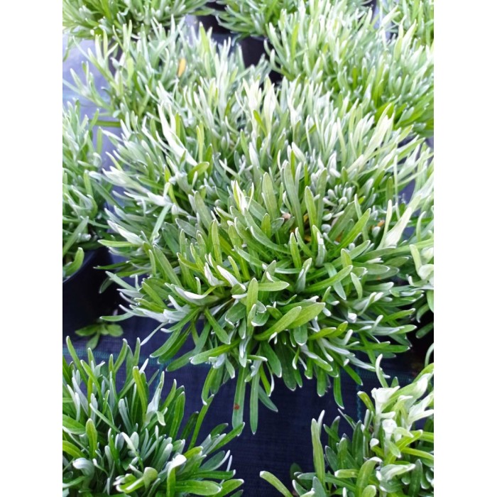 Еделвайс в саксия пред ЦЪФТЕЖ Edelweiss Stella Alpina white