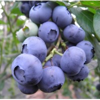 Американска Синя Боровинка Чандлър Vaccinium corymbosum Chandler