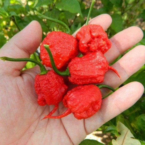 Семена Каролина Рийпър / Carolina Reaper - най-лютата чушка в света!