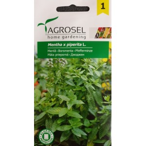 Джоджен / Mentha piperita