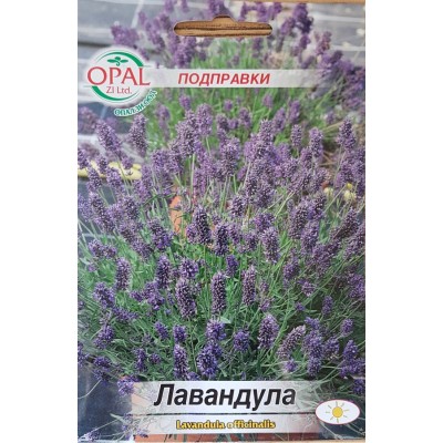 Лавандула / Lavandula officinalis