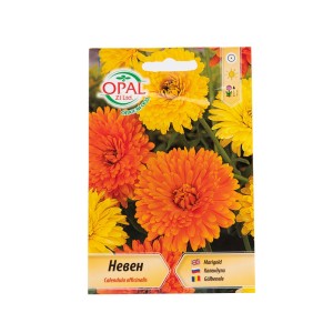 Медицински невен / Calendula officinalis