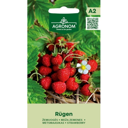 Ягоди Рюген / Fragaria vesca