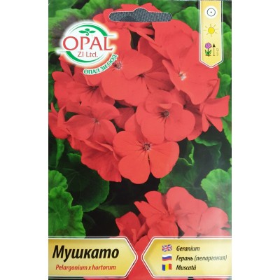 Мушкато (червени цветове) F1 / Pelargonium x hortorum