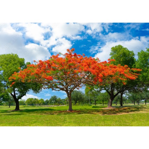 Огнено дърво / Delonix regia