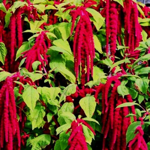 Амарант Лисича опашка / Amaranthus