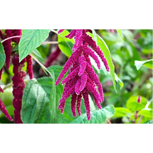 Амарант Лисича опашка / Amaranthus