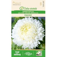 Астри Паеони Бели / Paeony white