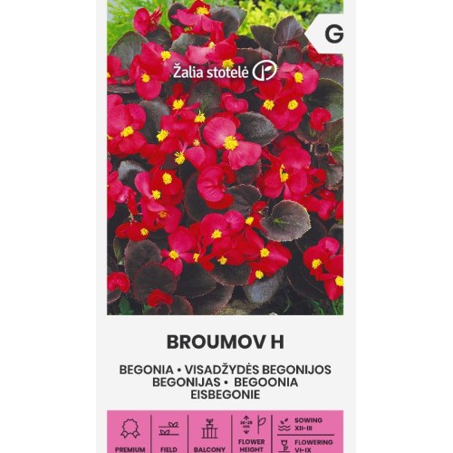 Бегония Вечноцъфтящата Брумов F1 / Begonia semperflorens hort.