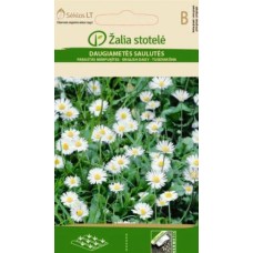 Бели Парички / Bellis perennis