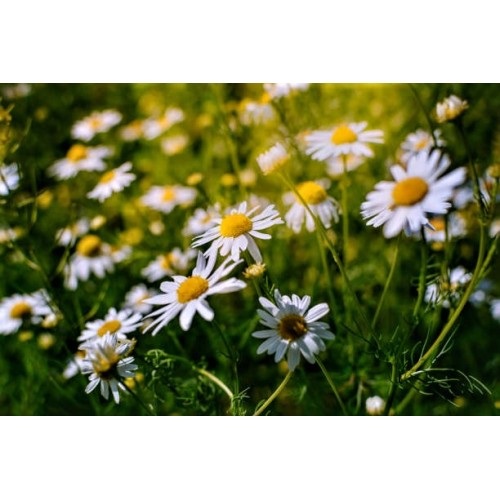 Бели Парички / Bellis perennis