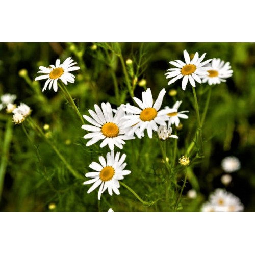 Бели Парички / Bellis perennis