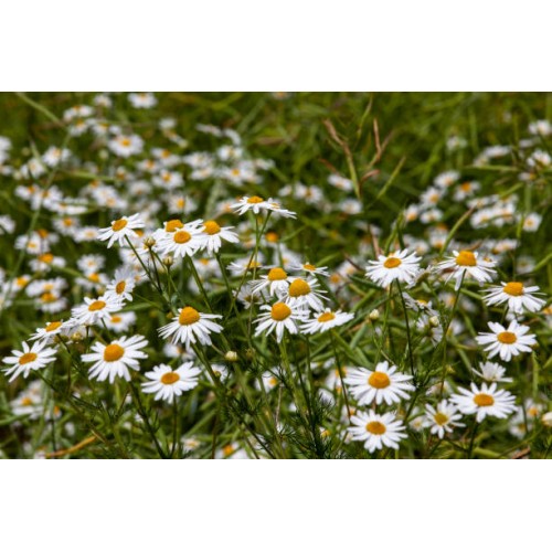 Бели Парички / Bellis perennis