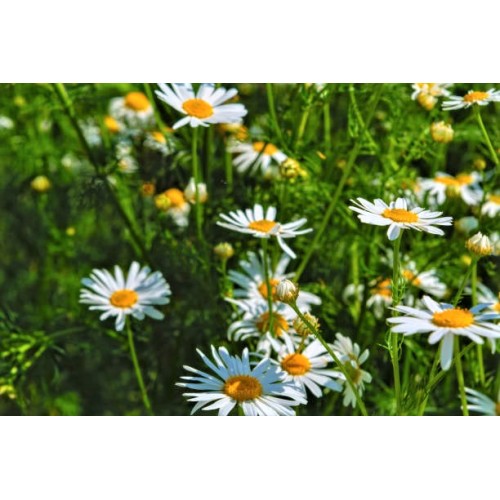 Бели Парички / Bellis perennis