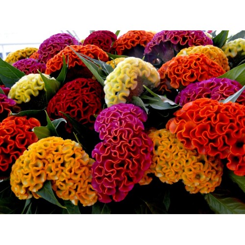 Целозия Джудже Микс / Celosia cristata