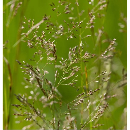 Червена власатка (финолистна) / Agrostis capillaris