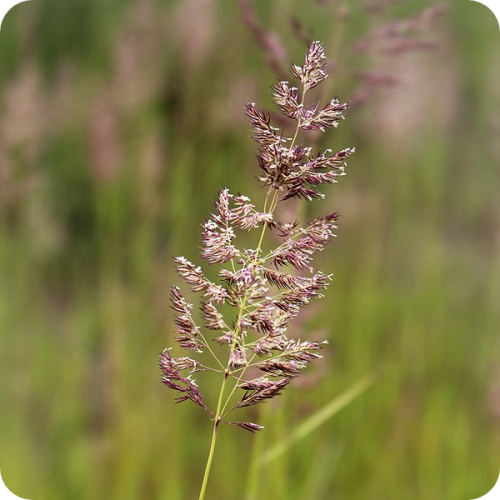 Червена власатка (финолистна) / Agrostis capillaris