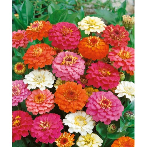 Циния Микс Палечка / Zinnia elegans Jacq