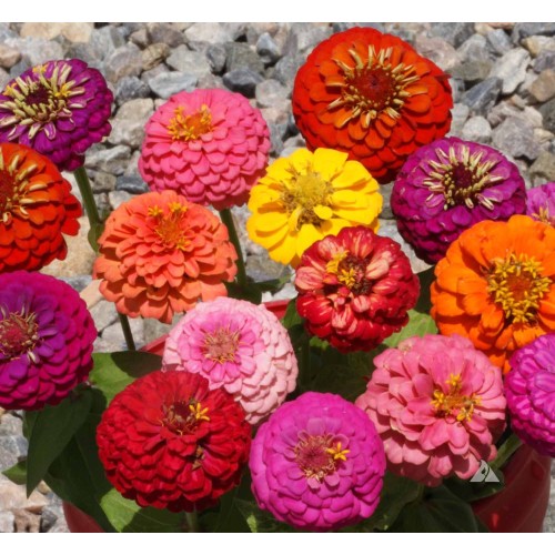 Циния Микс Палечка / Zinnia elegans Jacq