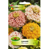 Циния Пеперминт стик / Zinnia elegans