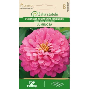 Циния кичеста розова / Zinnia elegans dahlienflora