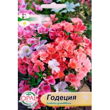 Годеция Микс / Godetia grandiflora