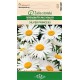 Голяма Маргаритка "Сребърна принцеса'' / Leucanthemum maximum