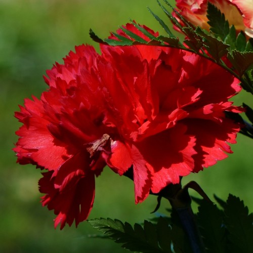 Карамфил Двоен Червен Чабауд / Dianthus caryophyllus