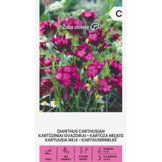 Карамфил Розов Картезиански / Dianthus carthusianorum