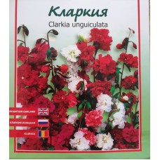 Кларкия / Clarkia unguiculata