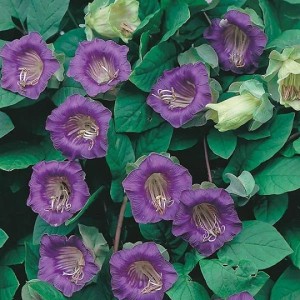 Кобея Лилава / Cobaea scandens