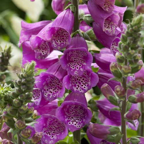 Напръсник Лилав Foxy / Digitalis purpurea