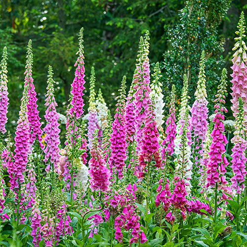 Напръсник Лилав Foxy / Digitalis purpurea