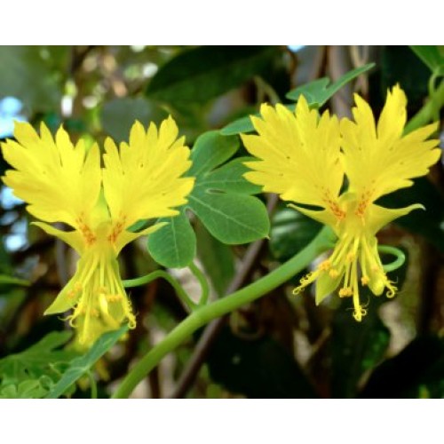 Настурция Канарче / Tropaeolum peregrinum