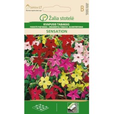 Никотиана (Тютюнево цвете) Микс "Sensation"/ Nicotiana alata Link et Otto