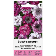 Петуния Едроцветна "Триумфът на Черни" /  Petunia grandiflora "Cerny's Triumph"